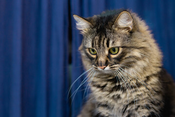 Beautiful tabby domestic cat sits at home, looks down, blue background. Cute adorable cat
