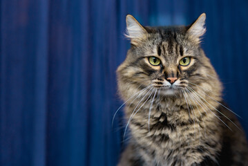 Fototapeta na wymiar Beautiful tabby domestic cat sits at home, blue background. Cute adorable pet cat