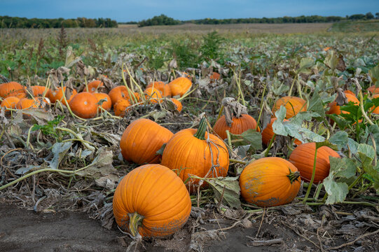 pumpkins on a field