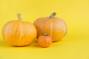 Big and small fresh pumpkins on yellow background.