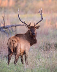 Bull Elk