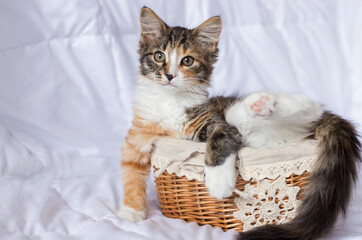 Fototapeta na wymiar A cute little kitten sits in a basket and looks at you. He has a funny half-black, half-red nose. It is tricolor. He watches carefully. Soft focus.