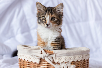 Fototapeta na wymiar A cute little kitten sits in a basket and looks at you. He has a funny half-black, half-red nose. It is tricolor. He watches carefully. Soft focus.