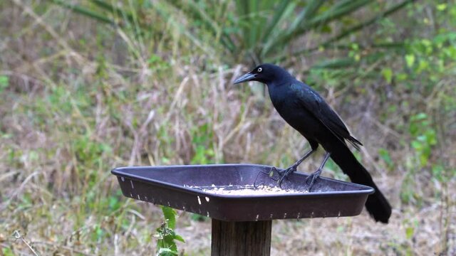 Two birds fly away from feeder while American craw lands, static view