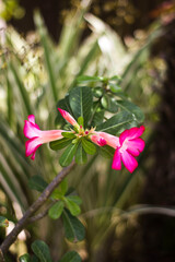 two pink and white flower in spring