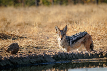 Obraz premium Black-backed jackal at the waterhole