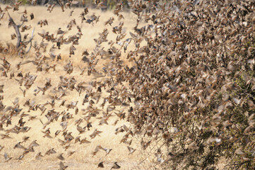 Red-billed quelea flock