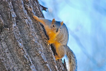 A fat fox squirrel on a tree 