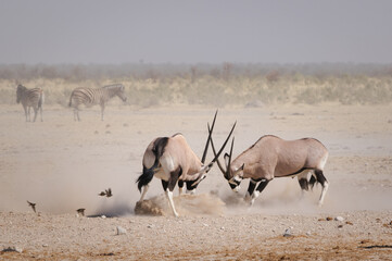 Gemsbok males fighting