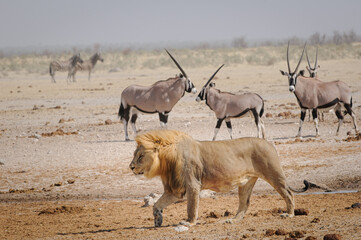 Lion approaching the waetrhole under the watch of his prey