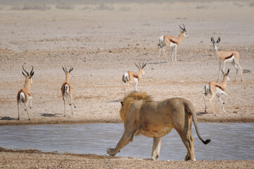 Fototapeta na wymiar Lion running after springboks