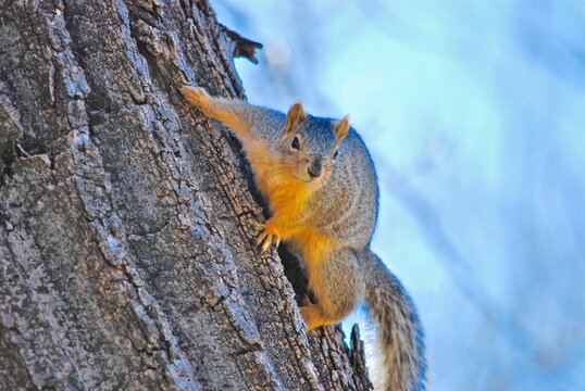 A fat fox squirrel on a tree 