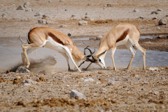 Springbok males fighting