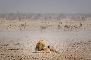 Fototapeta na wymiar Lion lying down being watched by herbivores