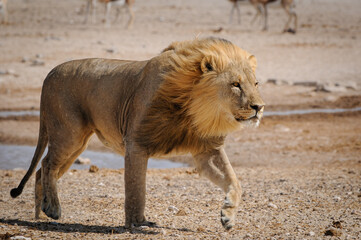Lion running focused on its quarry
