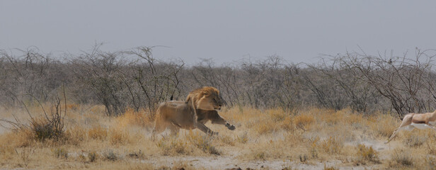 Lion chasing a springbok