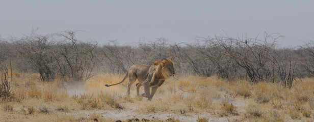 Lion chasing a prey