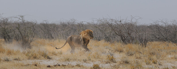 Lion chasing a prey