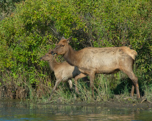 Cow and calf Elk