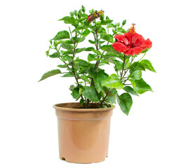 Hibiscus-Red flower plant