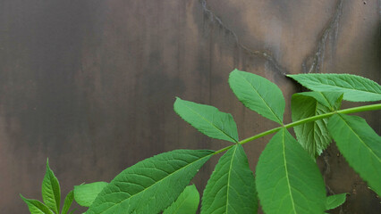 leaves on the ground