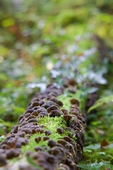 Champignons sur un tronc d'arbre mort - nature biodiversité