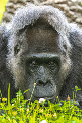 Portrait of a Western Lowland Gorilla (Gorilla gorilla gorilla)
