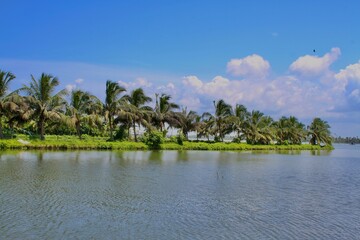 View of the line of coconut trees in the bangs of a river