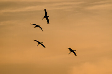 Fototapeta na wymiar CRANES - Wild birds at sunset