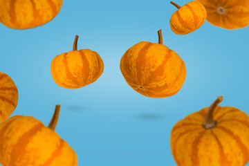 Ripe pumpkins floating in the air in a blue background, food and holiday decoration.