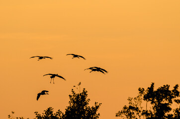 CRANES - Wild birds at sunset