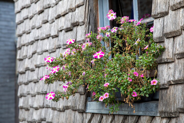 Fototapeta na wymiar Flowers on a window