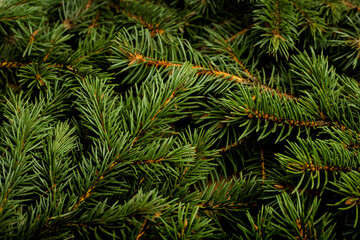 Christmas tree, branches. Christmas, New Year. Wallpaper. Flat lay, top view