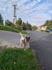 dog on the street