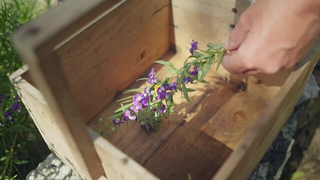 Female hand puts purple flower in wooden box, yellow peppers, Purple toadflax