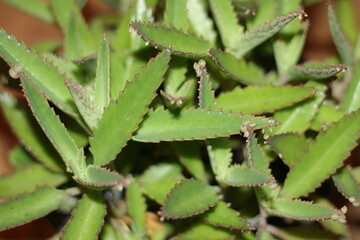 Kalanchoe serrata żyworódka wąskolistna płodnolist © Perovskia