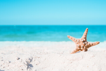 Fototapeta na wymiar Starfish on a summer sea background with copy space. Sea coast