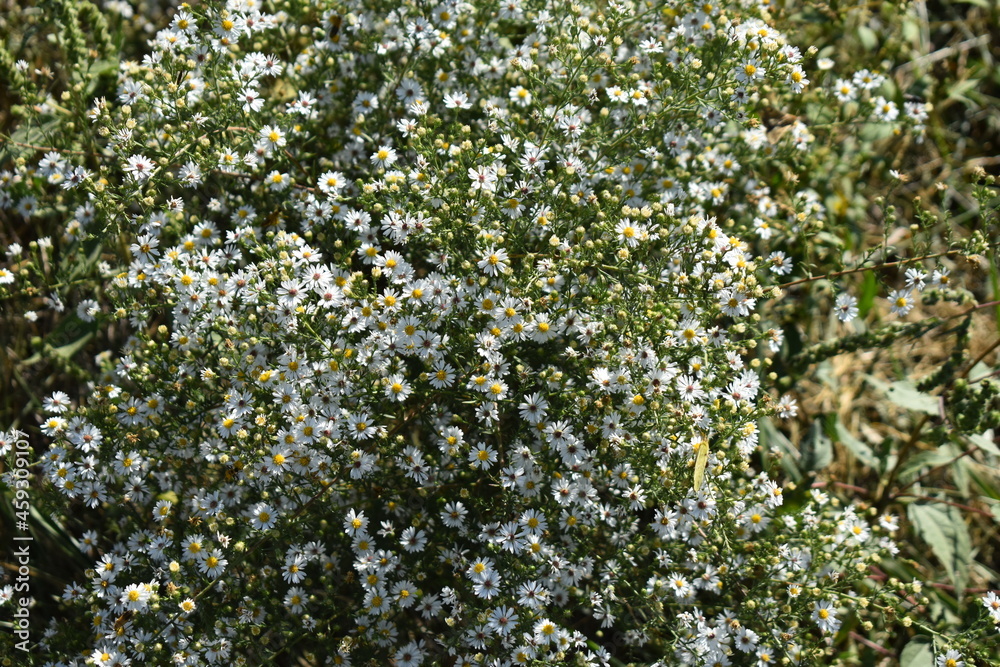 Sticker wildflowers