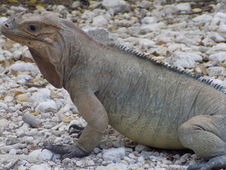 Iguana