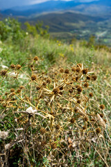 flower, spring, nature, plant, crocus, mushroom, flora, grass, flowers, violet, purple, beauty,...
