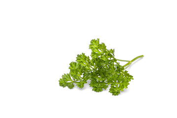 a sprig of parsley isolated on a white background