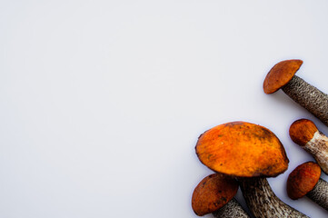 Studio shot of isolated fresh delicious autumn vegetarian orange cap boletus mushrooms at the right on white background with copy space