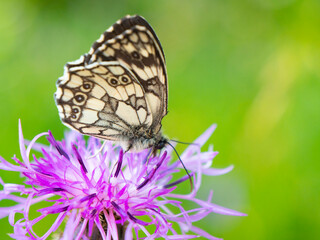 Butterfly on the flower. Summer  background. Melanargia galathea in nature.