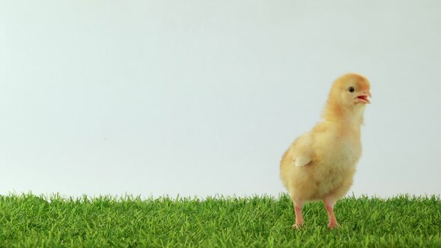 One yellow chicken walks on the green grass. Bird isolate in nature. Place for your text. The chick leaves the frame. Baby chicken and rooster. Brown breed.