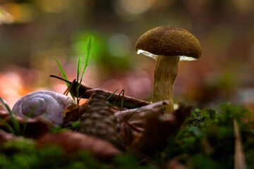 Mushroom in the forest