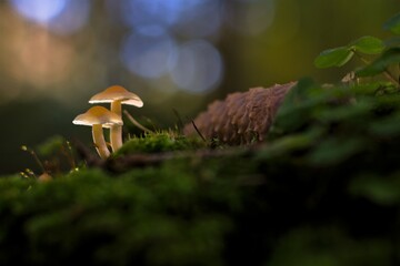 Mushrooms in the forest, close-up © Lajos_Szücs
