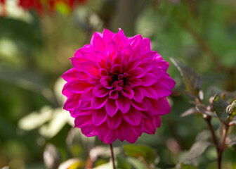 Dahlia Thomas A. Edison flower in summer cottage garden