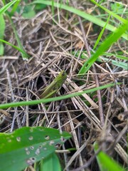 Grasshopper sitting in the grass