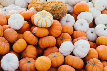 pile of pumpkins at the farm.