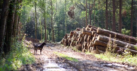 Exploitation forestière - bois coupé arbre mort - ressource